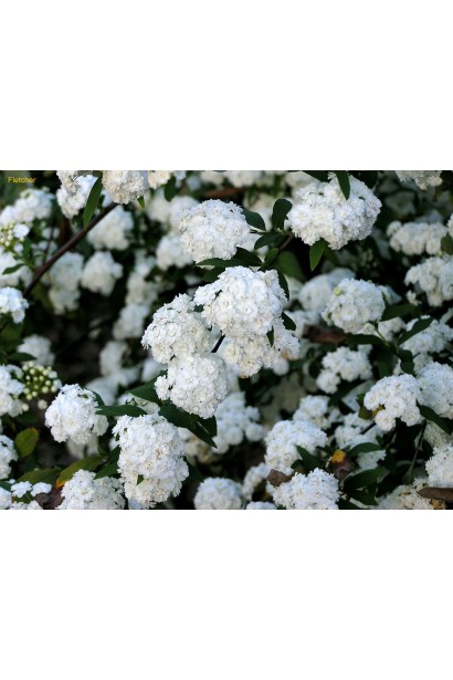 Спірея кантонська Ланцеолата